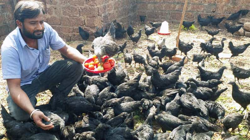 ಬೀದರ್​ಗೂ ಬಂತು ಕಡಕ್​ನಾಥ್ ಕೋಳಿಗಳು; ಲಾಭ ಗಳಿಸುವ ಕನಸಿನಲ್ಲಿ ಉತ್ಸಾಹಿ ಯುವಕ
