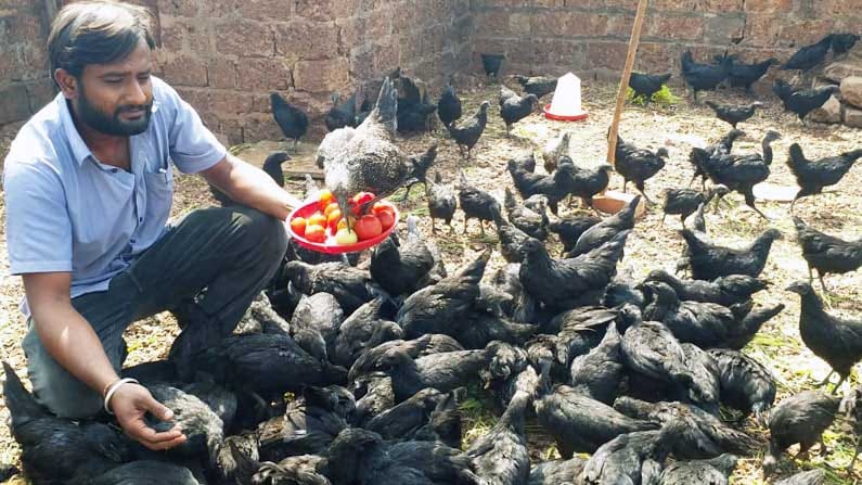 ಬೀದರ್ಗೂ ಬಂತು ಕಡಕ್ನಾಥ್ ಕೋಳಿಗಳು; ಲಾಭ ಗಳಿಸುವ ಕನಸಿನಲ್ಲಿ ಉತ್ಸಾಹಿ ಯುವಕ ಬೀದರ್ಗೂ ಬಂತು ಕಡಕ್ನಾಥ್ ಕೋಳಿಗಳು; ಲಾಭ ಗಳಿಸುವ ಕನಸಿನಲ್ಲಿ ಉತ್ಸಾಹಿ ಯುವಕ