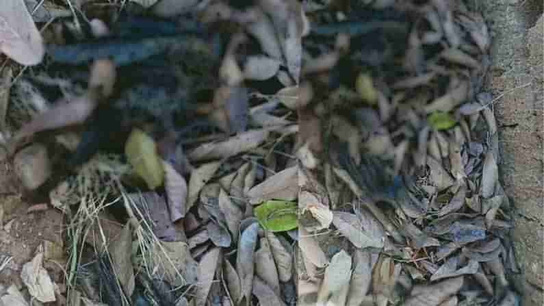 ದಕ್ಷಿಣ ಕನ್ನಡ ಜಿಲ್ಲೆಯಲ್ಲಿ ಕಾಗೆಗಳ ನಿಗೂಢ ಸಾವು.. ಹಕ್ಕಿಜ್ವರ ಸಾಧ್ಯತೆ?