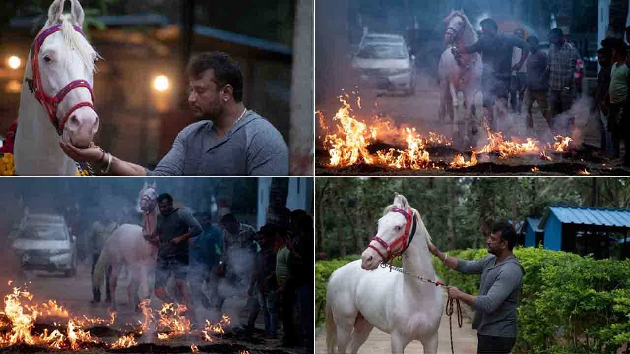 ತೂಗುದೀಪ ಫಾರ್ಮ್​ಹೌಸ್​ನಲ್ಲಿ ಸುಗ್ಗಿ ಸಂಭ್ರಮ: ಸಂಕ್ರಾಂತಿ ಹಬ್ಬದಂದು ಕಿಚ್ಚು ಹಾಯಿಸಿದ ದಚ್ಚು