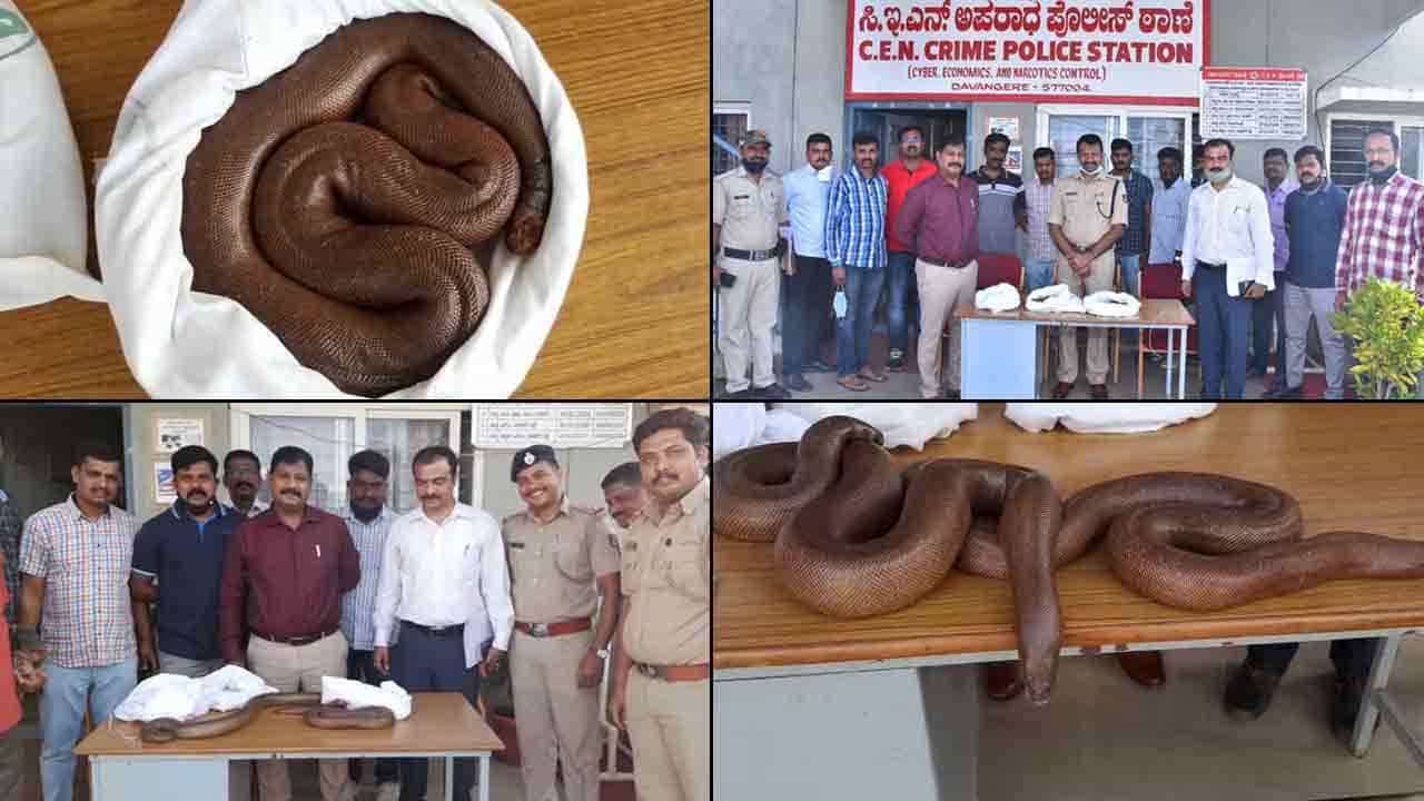 ಬೆಣ್ಣೆನಗರಿಯಲ್ಲಿ.. 2 ತಲೆಯ ಹಾವುಗಳನ್ನು ಮಾರಲು ಯತ್ನಿಸಿದ ಕಿರಾತಕರು ಅಂದರ್ ಬೆಣ್ಣೆನಗರಿಯಲ್ಲಿ.. 2 ತಲೆಯ ಹಾವುಗಳನ್ನು ಮಾರಲು ಯತ್ನಿಸಿದ ಕಿರಾತಕರು ಅಂದರ್