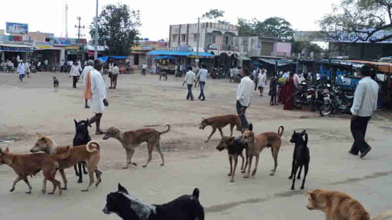 ಬೀದಿ ನಾಯಿಗಳ ಹಾವಳಿಗೆ ತತ್ತರಿಸಿದ ಮೊಳಕಾಲ್ಮೂರು ಜನ!