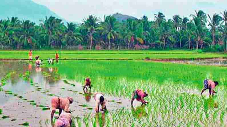 ಬೆಳೆಯಲ್ಲಿ ಪೋಷಕಾಂಶ ಕಾಪಾಡಲು ಮತ್ತು ರೈತರ ಆದಾಯ ವೃದ್ಧಿಗೆ ಹಲವು ಕ್ರಮ ಘೋಷಿಸಿದ ಕೇಂದ್ರ ಸರ್ಕಾರ