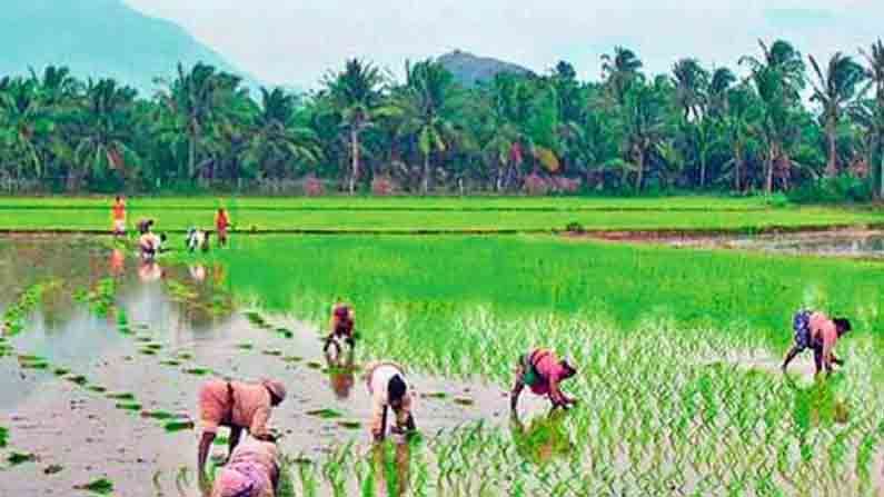 ಬೆಳೆಯಲ್ಲಿ ಪೋಷಕಾಂಶ ಕಾಪಾಡಲು ಮತ್ತು ರೈತರ ಆದಾಯ ವೃದ್ಧಿಗೆ ಹಲವು ಕ್ರಮ ಘೋಷಿಸಿದ ಕೇಂದ್ರ ಸರ್ಕಾರ