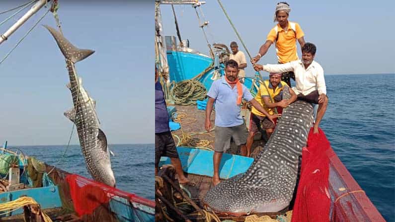 ಗೋಕರ್ಣ: ಬಲೆಗೆ ಬಿದ್ದ ಅಪರೂಪದ ಬೃಹತ್ ವ್ಹೇಲ್ ಶಾರ್ಕ್ ಅನ್ನು ಮೀನುಗಾರರು ಏನು ಮಾಡಿದರು ಗೊತ್ತಾ?