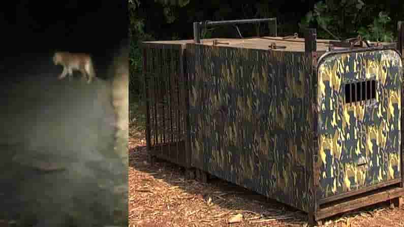 ಬೋನ್ ಇಟ್ಟರೂ ತಪ್ಪಿಸಿಕೊಳ್ಳುತ್ತಿದೆ ಚಾಲಾಕಿ ಚಿರತೆ; ಆತಂಕದಲ್ಲಿ ಸ್ಥಳೀಯರು