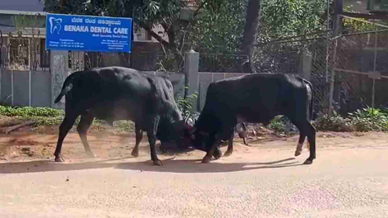 ಸುಗ್ಗಿ ಹಬ್ಬದಂದೇ.. ನಡು ಬೀದಿಯಲ್ಲಿ ಗೂಳಿಕಾಳಗ: ಜಬರ್​ದಸ್ತ್​ ಫೈಟಿಂಗ್​ ಕಣ್ತುಂಬಿಕೊಂಡ ಜನಸಾಗರ!