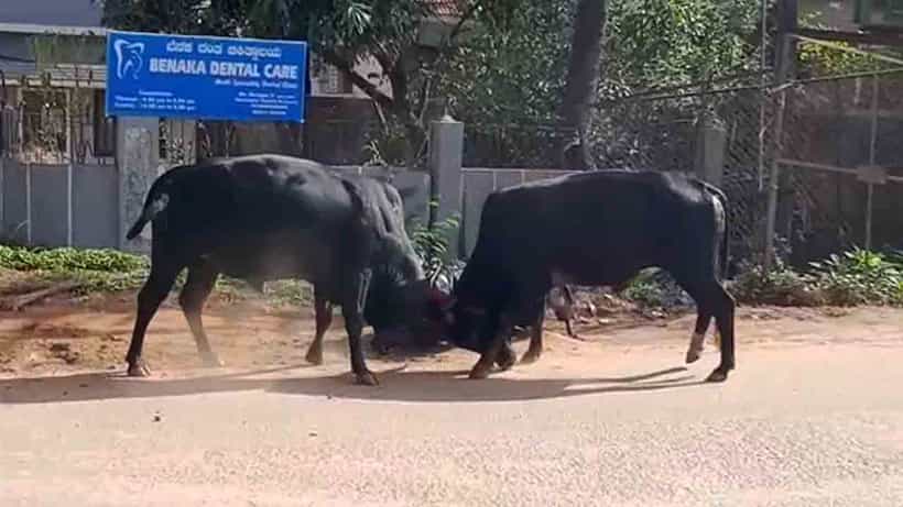 ಸುಗ್ಗಿ ಹಬ್ಬದಂದೇ.. ನಡು ಬೀದಿಯಲ್ಲಿ ಗೂಳಿಕಾಳಗ: ಜಬರ್ದಸ್ತ್ ಫೈಟಿಂಗ್ ಕಣ್ತುಂಬಿಕೊಂಡ ಜನಸಾಗರ!