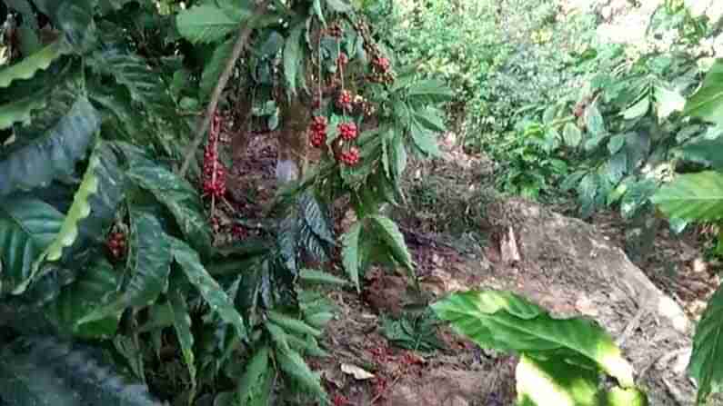 ತಡರಾತ್ರಿ ಕಾಡಾನೆಗಳ ಕಾಟ: ತೋಟಗಳೆಲ್ಲ ನಾಶ