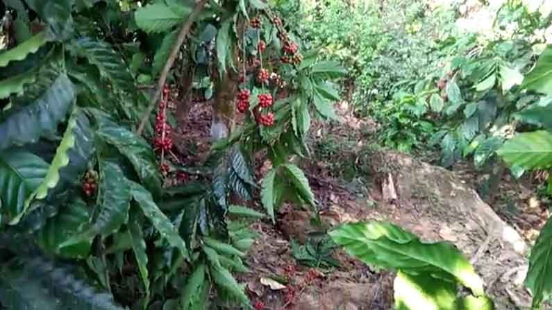 ತಡರಾತ್ರಿ ಕಾಡಾನೆಗಳ ಕಾಟ: ತೋಟಗಳೆಲ್ಲ ನಾಶ