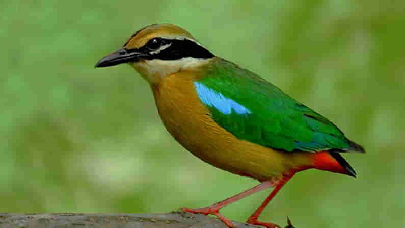 ಹಿಡಿ ಗಾತ್ರದ ಪಿಟ್ಟ ಹಕ್ಕಿಯ ಸಾವಿರಾರು ಕಿಲೋಮೀಟರ್ ಸಂಚಾರದ ಸಾಹಸ ಕಥೆ