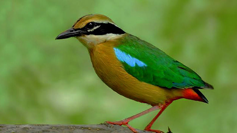 ಹಿಡಿ ಗಾತ್ರದ ಪಿಟ್ಟ ಹಕ್ಕಿಯ ಸಾವಿರಾರು ಕಿಲೋಮೀಟರ್ ಸಂಚಾರದ ಸಾಹಸ ಕಥೆ