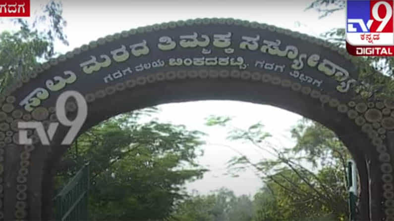 ಗದಗ: ಜನರ ಖುಷಿಗೆ ಕಾರಣವಾದ ಸಾಲುಮರದ ತಿಮ್ಮಕ್ಕ ಸಸ್ಯೋದ್ಯಾನ ಗದಗ: ಜನರ ಖುಷಿಗೆ ಕಾರಣವಾದ ಸಾಲುಮರದ ತಿಮ್ಮಕ್ಕ ಸಸ್ಯೋದ್ಯಾನ