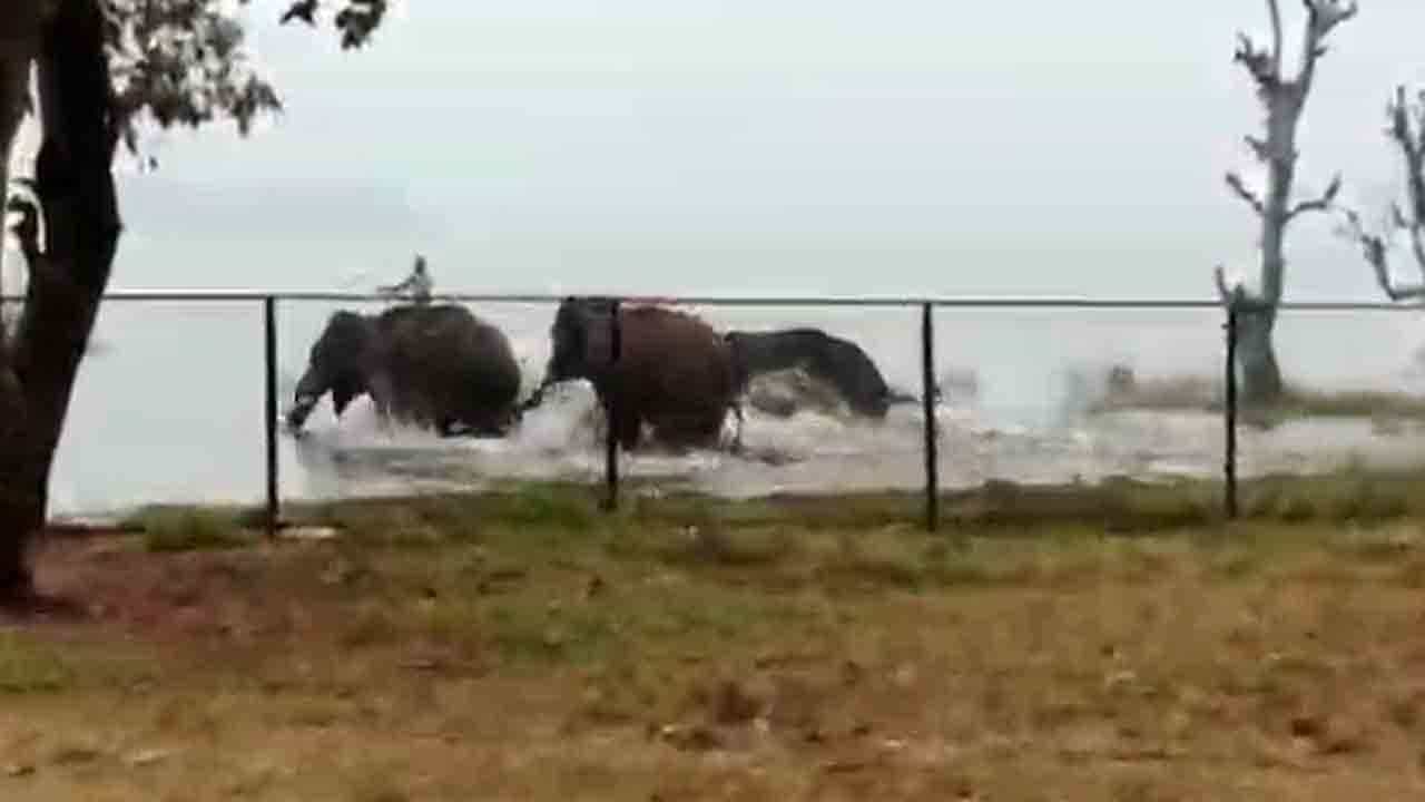 ಸಕ್ರೆಬೈಲಿನಲ್ಲಿ ಮದಗಜನ ಆರ್ಭಟ: ಮದವೇರಿದ ಮಣಿಕಂಠನಿಂದ ಪ್ರವಾಸಿಗರಲ್ಲಿ ಕೆಲಕಾಲ ಆತಂಕ
