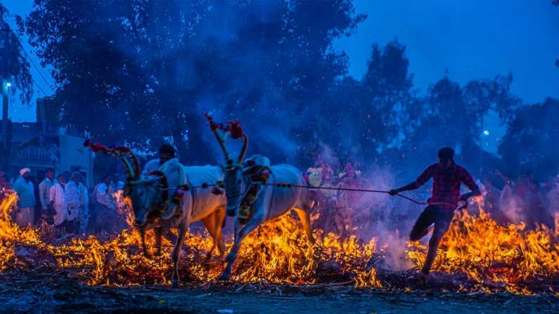 ಬೆಂಕಿಯನು ಲೆಕ್ಕಿಸದೆ ಹಾಯ್ದು ಬಂದ ರಾಸುಗಳು