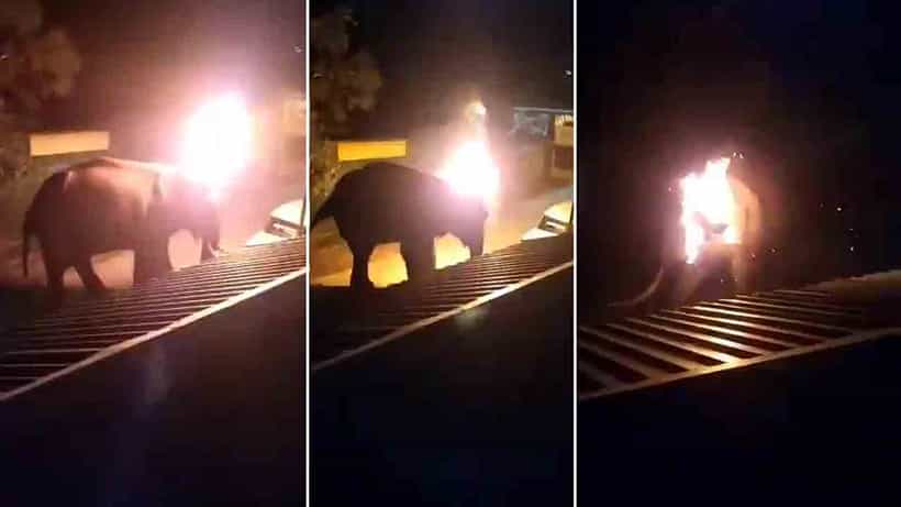 ಬಟ್ಟೆಗೆ ಬೆಂಕಿ ಹಚ್ಚಿ ಕಾಡಾನೆ ಮೇಲೆ ಎಸೆದು ಕೊಲೆ: ಇಬ್ಬರ ಬಂಧನ; ಐಷಾರಾಮಿ ರೆಸಾರ್ಟ್ ಬಂದ್