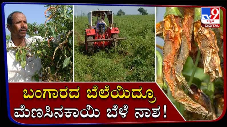 ಬಂಗಾರದಂಥ ಬೆಳೆಗೆ ಮಜ್ಜಿಗೆ ರೋಗದ ಕಾಟ: ಬೇಸತ್ತ ರೈತರಿಂದ ಮೆಣಸಿನಕಾಯಿ ಬೆಳೆ ನಾಶ..!