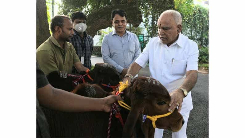 ಮಕರ ಸಂಕ್ರಾಂತಿಯ ಪ್ರಯುಕ್ತ ಮುಖ್ಯಮಂತ್ರಿ ಬಿ.ಎಸ್.ಯಡಿಯೂರಪ್ಪ ಅವರು ಇಂದು ತಮ್ಮ ಅಧಿಕೃತ ನಿವಾಸ ಕಾವೇರಿಯಲ್ಲಿ ಗೋಪೂಜೆ ನೆರವೇರಿಸಿದರು.