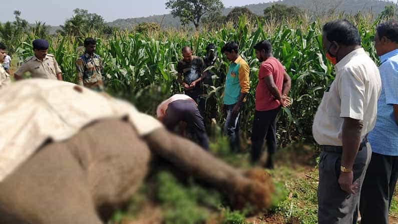ಅಕ್ರಮ ವಿದ್ಯುತ್​ಗೆ ಕಾಡಾನೆ ಬಲಿ: ಆರೋಪಿಗಳಿಗಾಗಿ ಅರಣ್ಯಾಧಿಕಾರಿಗಳ ಹುಡುಕಾಟ