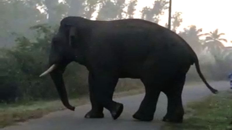 Elephant Attack ಕಾಡಾನೆ ದಾಳಿಗೆ ಮತ್ತೋರ್ವ ವ್ಯಕ್ತಿ ಬಲಿ.. ಹಾಸನದಲ್ಲಿ ಹೆಚ್ಚುತ್ತಿದೆ ಕಾಡಾನೆ ಹಾವಳಿ