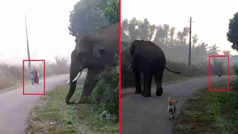 ಕಾಫಿ ತೋಟದ ರಸ್ತೆಯಲ್ಲಿ ಧುತ್ತನೆ ಎದುರಾದ ಕಾಡಾನೆ; ಬೈಕ್ ಸವಾರ ಬಚಾವ್!