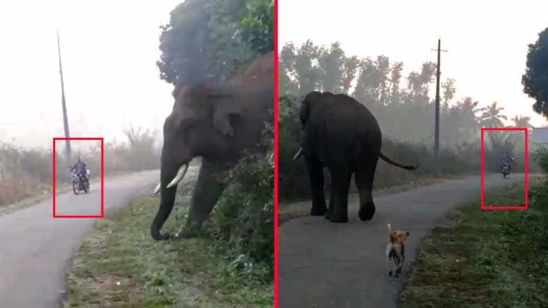 ಕಾಫಿ ತೋಟದ ರಸ್ತೆಯಲ್ಲಿ ಧುತ್ತನೆ ಎದುರಾದ ಕಾಡಾನೆ; ಬೈಕ್ ಸವಾರ ಬಚಾವ್! ಕಾಫಿ ತೋಟದ ರಸ್ತೆಯಲ್ಲಿ ಧುತ್ತನೆ ಎದುರಾದ ಕಾಡಾನೆ; ಬೈಕ್ ಸವಾರ ಬಚಾವ್!