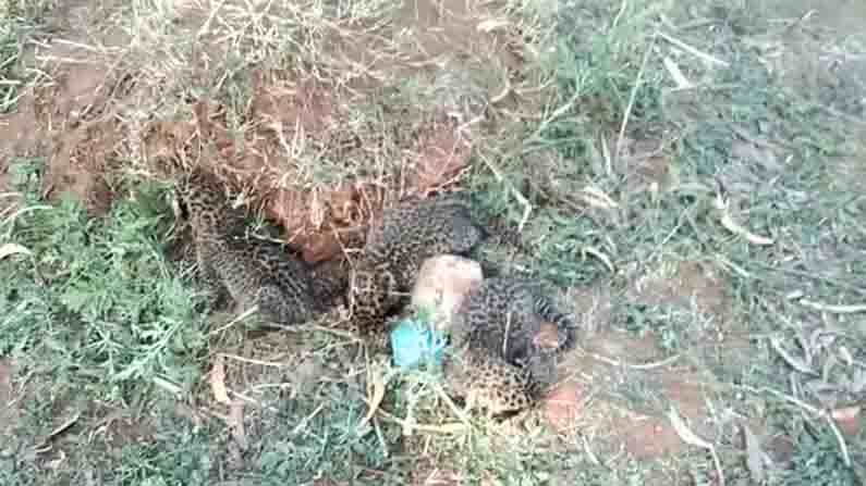 ಸಕ್ಕರೆ ನಾಡಿನ ಗದ್ದೆಯೊಂದರಲ್ಲಿ ಮೂರು ಚಿರತೆ ಮರಿ ಪತ್ತೆ.. ಜನರಲ್ಲಿ ಹೆಚ್ಚಾದ ಆತಂಕ ಸಕ್ಕರೆ ನಾಡಿನ ಗದ್ದೆಯೊಂದರಲ್ಲಿ ಮೂರು ಚಿರತೆ ಮರಿ ಪತ್ತೆ.. ಜನರಲ್ಲಿ ಹೆಚ್ಚಾದ ಆತಂಕ