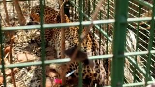 ಲೇಡಿ ಕಾನ್​ಸ್ಟೇಬಲ್​ ಮೇಲೆ ಶಾಸಕಿ ಸೌಮ್ಯಾ ರೆಡ್ಡಿ ಹಲ್ಲೆ: ವಿಡಿಯೋ ವೈರಲ್​