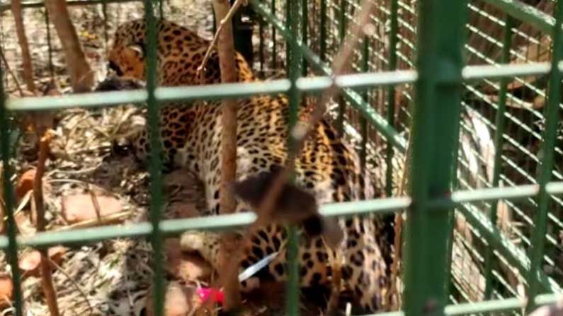 ಅರಣ್ಯ ಇಲಾಖೆ ಇರಿಸಿದ್ದ ಬೋನಿಗೆ ಬಿದ್ದ ಮರಿ ಚಿರತೆ ಅರಣ್ಯ ಇಲಾಖೆ ಇರಿಸಿದ್ದ ಬೋನಿಗೆ ಬಿದ್ದ ಮರಿ ಚಿರತೆ