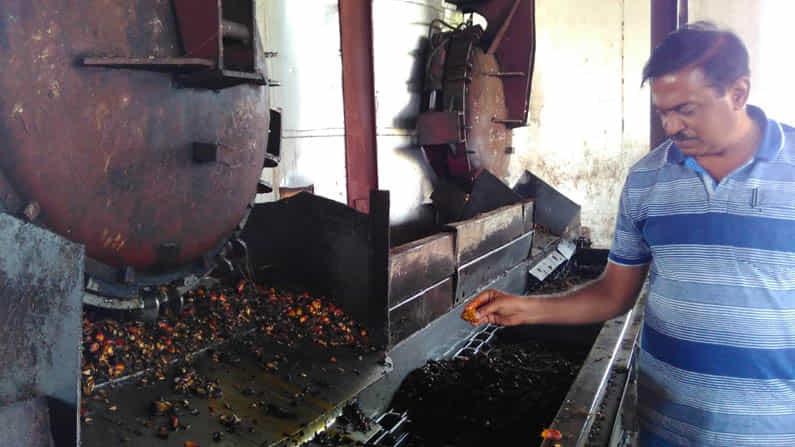 ತಾಳ್ಮೆಯಿದ್ದರೆ ತಾಳೆಯಿಂದ ತಿಂಗಳಿಗೆ ಲಕ್ಷ ರೂ ಆದಾಯ: ಫಲ ನೀಡುವ ಜಮೀನೇ ಒಂದು ಉದ್ಯಮ! ಏನಿದು ರೈತನ ಕರಾಮತ್ತು.. ತಾಳ್ಮೆಯಿದ್ದರೆ ತಾಳೆಯಿಂದ ತಿಂಗಳಿಗೆ ಲಕ್ಷ ರೂ ಆದಾಯ: ಫಲ ನೀಡುವ ಜಮೀನೇ ಒಂದು ಉದ್ಯಮ! ಏನಿದು ರೈತನ ಕರಾಮತ್ತು..