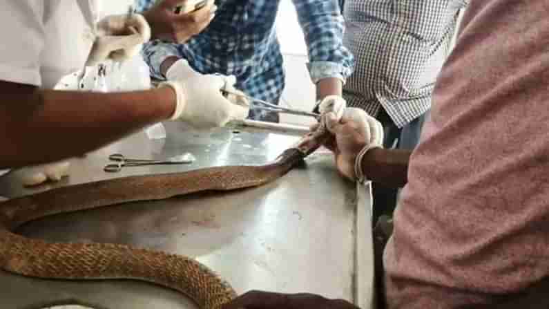 ಟ್ರಾಕ್ಟರ್ಗೆ ಸಿಲುಕಿ ಗಾಯಗೊಂಡಿದ್ದ ನಾಗರ ಹಾವು ರಕ್ಷಣೆ: ಮಾನವೀಯತೆ ಮೆರೆದ ಉರಗ ತಜ್ಞ Photos