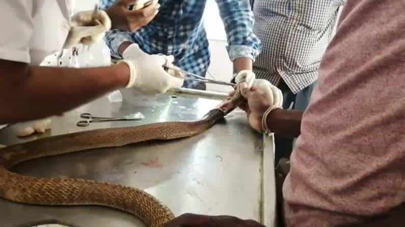 ಟ್ರಾಕ್ಟರ್ಗೆ ಸಿಲುಕಿ ಗಾಯಗೊಂಡಿದ್ದ ನಾಗರ ಹಾವು ರಕ್ಷಣೆ: ಮಾನವೀಯತೆ ಮೆರೆದ ಉರಗ ತಜ್ಞ Photos ಟ್ರಾಕ್ಟರ್ಗೆ ಸಿಲುಕಿ ಗಾಯಗೊಂಡಿದ್ದ ನಾಗರ ಹಾವು ರಕ್ಷಣೆ: ಮಾನವೀಯತೆ ಮೆರೆದ ಉರಗ ತಜ್ಞ Photos