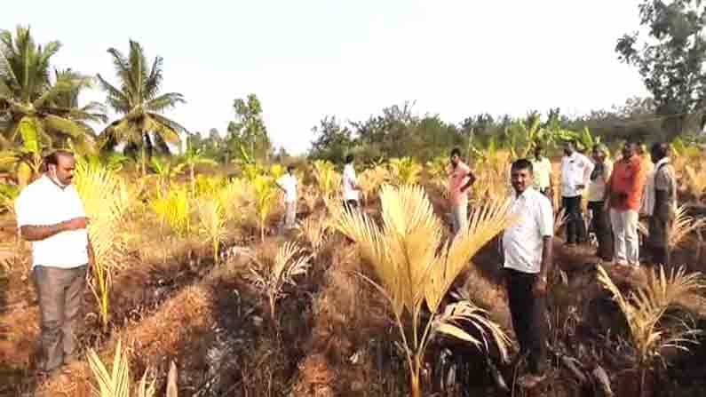 ರಾಜಕೀಯ ದ್ವೇಷಕ್ಕೆ ಬಲಿಯಾದವು 250 ಕ್ಕೂ ಹೆಚ್ಚು ಅಡಿಕೆ ಗಿಡಗಳು, ಯಾವೂರಲ್ಲಿ? ರಾಜಕೀಯ ದ್ವೇಷಕ್ಕೆ ಬಲಿಯಾದವು 250 ಕ್ಕೂ ಹೆಚ್ಚು ಅಡಿಕೆ ಗಿಡಗಳು, ಯಾವೂರಲ್ಲಿ?
