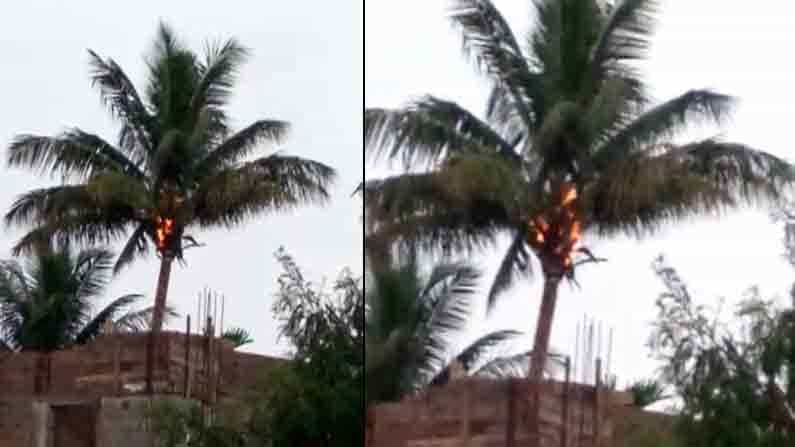 Rains ಕುಂದಾನಗರಿಯಲ್ಲಿ ಅಕಾಲಿಕ ಮಳೆ: ಸಿಡಿಲು ಬಡಿದು ತೆಂಗಿನ ಮರಕ್ಕೆ ಬೆಂಕಿ Rains ಕುಂದಾನಗರಿಯಲ್ಲಿ ಅಕಾಲಿಕ ಮಳೆ: ಸಿಡಿಲು ಬಡಿದು ತೆಂಗಿನ ಮರಕ್ಕೆ ಬೆಂಕಿ