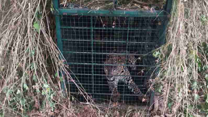 ಕೊನೆಗೂ ಬೋನಿಗೆ ಬಿತ್ತು ಬೇಗೂರಿನ ಚಿರತೆ.. ನಿಟ್ಟುಸಿರು ಬಿಟ್ಟ ಸ್ಥಳೀಯರು