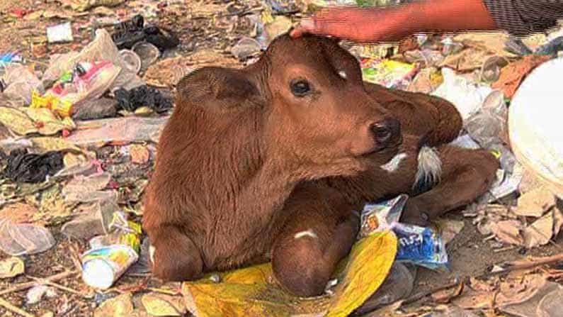 ಕೆ.ಆರ್.ಪೇಟೆ: ದೇಗುಲದ ಸಮೀಪ ಮೂಕವೇದನೆ ಅನುಭವಿಸುತ್ತಿರುವ ಕರುಗಳು; ಯಾರು ಹೊಣೆ?