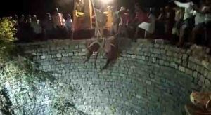Horse Rescued From Well