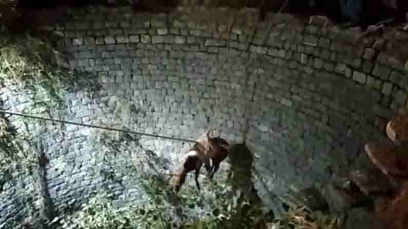Horse Rescued From Well ಗ್ರಾಮದ ಬಳಿ ಪಾಳು ಬಾವಿಗೆ ಬಿದ್ದಿದ್ದ ಕುದುರೆಯ ರಕ್ಷಣೆ
