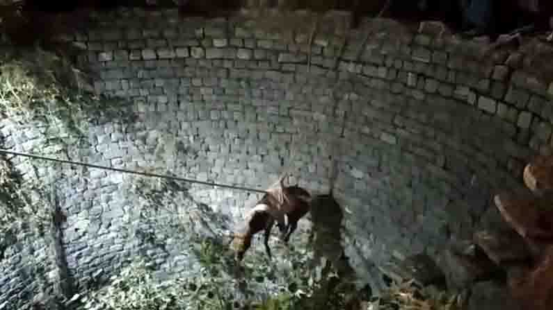 Horse Rescued From Well ಗ್ರಾಮದ ಬಳಿ ಪಾಳು ಬಾವಿಗೆ ಬಿದ್ದಿದ್ದ ಕುದುರೆಯ ರಕ್ಷಣೆ Horse Rescued From Well ಗ್ರಾಮದ ಬಳಿ ಪಾಳು ಬಾವಿಗೆ ಬಿದ್ದಿದ್ದ ಕುದುರೆಯ ರಕ್ಷಣೆ