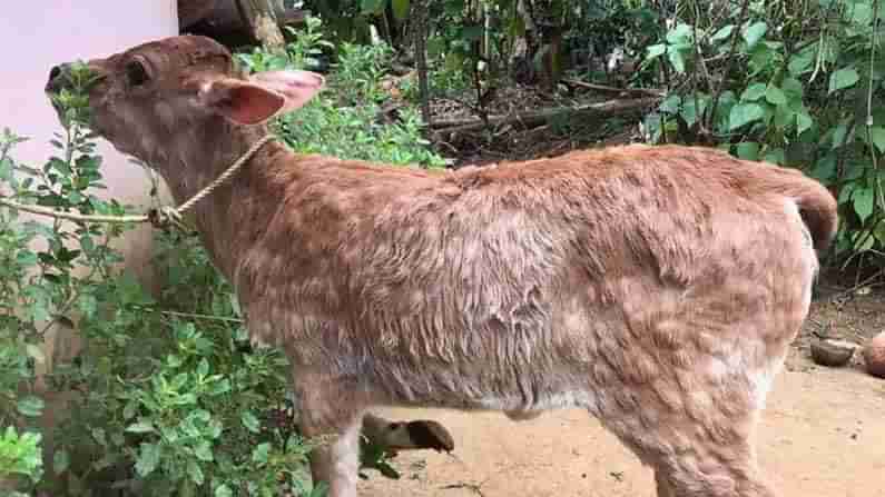 Lumpy Skin Disease in Cows ಜಾನುವಾರುಗಳ ಕಾಡುವ ಚರ್ಮಗಂಟು ರೋಗ ತಡೆಗಟ್ಟಲು ಈ ಮಾರ್ಗಗಳನ್ನು ಅನುಸರಿಸಿ