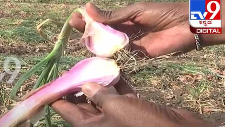 ರೈತರಿಗೆ ಕಳಪೆ ಈರುಳ್ಳಿ ಬೀಜ ಕೊಟ್ಟು ಮೋಸ ಮಾಡಿದ ಚಿತ್ರದುರ್ಗದ ಫರ್ಟಿಲೈಸರ್ಸ್ ಕಂಪನಿ ರೈತರಿಗೆ ಕಳಪೆ ಈರುಳ್ಳಿ ಬೀಜ ಕೊಟ್ಟು ಮೋಸ ಮಾಡಿದ ಚಿತ್ರದುರ್ಗದ ಫರ್ಟಿಲೈಸರ್ಸ್ ಕಂಪನಿ