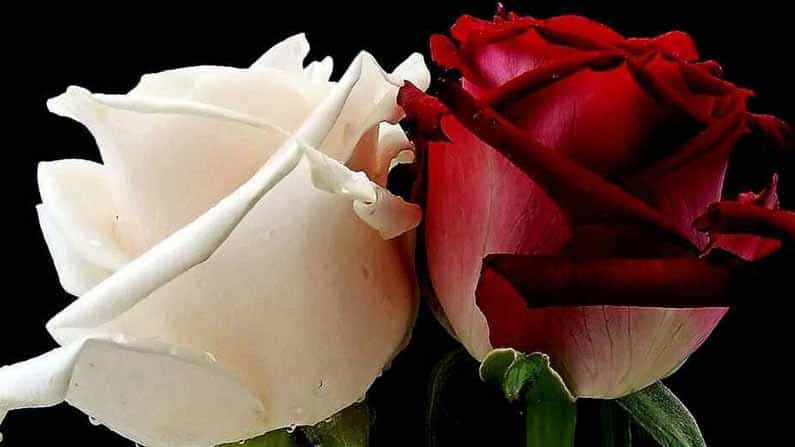 Rose Day ಒಂದೊಂದು ಬಣ್ಣದ ಗುಲಾಬಿಗೂ ಒಂದೊಂದು ಅರ್ಥ; ರೋಸ್ ಡೇ ಪ್ರೇಮಿಗಳಿಗಷ್ಟೇ ಸೀಮಿತವಲ್ಲ !