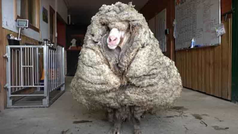 Baarack Sheep: ಈ ಪರಿ ಉಣ್ಣೆ ಬೆಳೆಸಿಕೊಂಡ ಕುರಿಯನ್ನು ಎಲ್ಲಾದರೂ ನೋಡಿದ್ದೀರಾ?