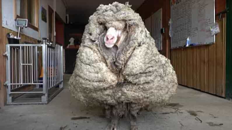 Baarack Sheep: ಈ ಪರಿ ಉಣ್ಣೆ ಬೆಳೆಸಿಕೊಂಡ ಕುರಿಯನ್ನು ಎಲ್ಲಾದರೂ ನೋಡಿದ್ದೀರಾ? Baarack Sheep: ಈ ಪರಿ ಉಣ್ಣೆ ಬೆಳೆಸಿಕೊಂಡ ಕುರಿಯನ್ನು ಎಲ್ಲಾದರೂ ನೋಡಿದ್ದೀರಾ?