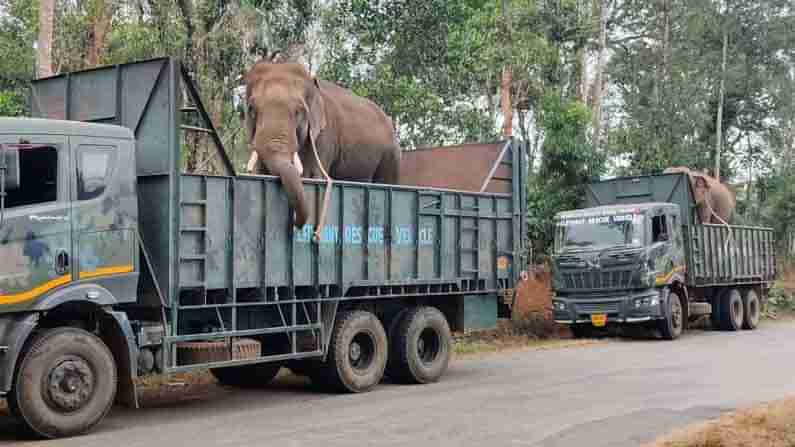 Tiger Attack | ಕೊಡಗಿನಲ್ಲಿ ಹುಲಿ ದಾಳಿಗೆ ಇಬ್ಬರು ಬಲಿ, ಕಾರ್ಯಾಚರಣೆಗೆ ಸಾಕಾನೆಗಳನ್ನು ಕರೆಸಿದ ಅರಣ್ಯ ಇಲಾಖೆ