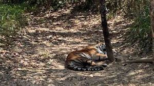 Tiger Attack in belagavi 