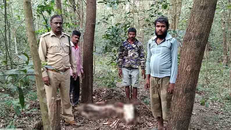 Tiger Attack | ಹೆಚ್ಚುತ್ತಿದೆ ಹುಲಿ ದಾಳಿ ಭೀತಿ: ಬಲಿಯಾಗುತ್ತಿವೆ ರೈತರ ಸಾಕು ಪ್ರಾಣಿಗಳು