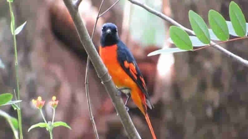 ಪ್ರವಾಸಿಗರಿಗೆ ಮುದ ನೀಡುತ್ತಿದೆ ವಲಸೆ ಹಕ್ಕಿಗಳು: ಜೋಯಿಡಾ ಕಾನನದಲ್ಲಿ ಬೀಡುಬಿಟ್ಟಿವೆ ಪಕ್ಷಿ ಸಂಕುಲ