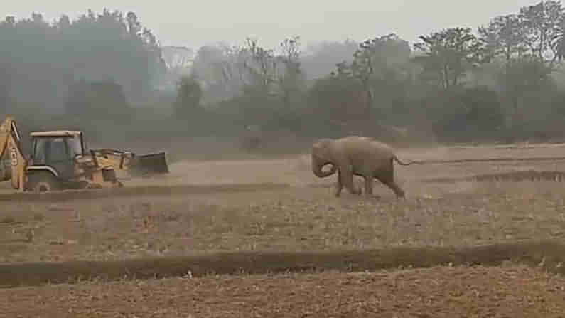 ವನ್ಯಪ್ರಾಣಿಗಳ ದಾಳಿಗೆ ಪರಿಹಾರ ಮೊತ್ತ 75 ಸಾವಿರ ರೂ.ಗೆ ಏರಿಸಿದ ಕರ್ನಾಟಕ ಸರ್ಕಾರ