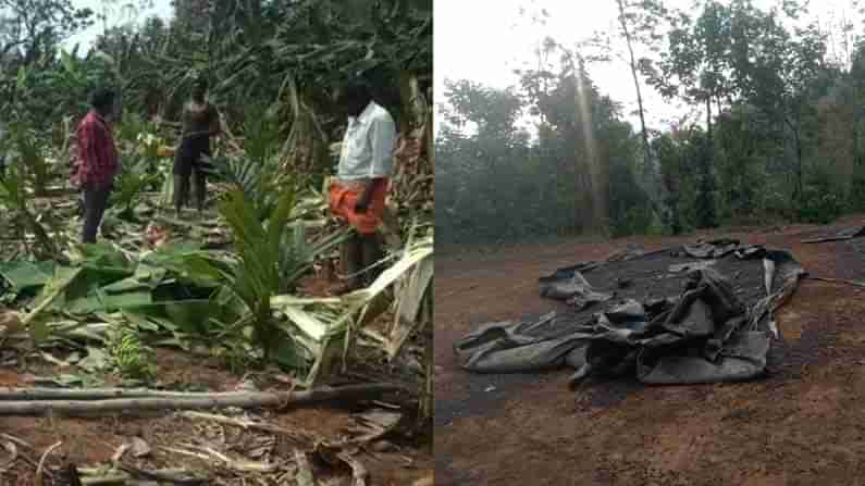 Elephant Attack: ವಿರಾಜಪೇಟೆಯಲ್ಲಿ ಒಣಗಲು ಹಾಕಿದ್ದ 3,000 ಕೆಜಿ ಕಾಫಿ ಬೀಜಗಳ ತಿಂದುತೇಗಿದ ಕಾಡಾನೆ ಹಿಂಡು!